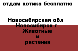 отдам котика бесплатно - Новосибирская обл., Новосибирск г. Животные и растения » Кошки   